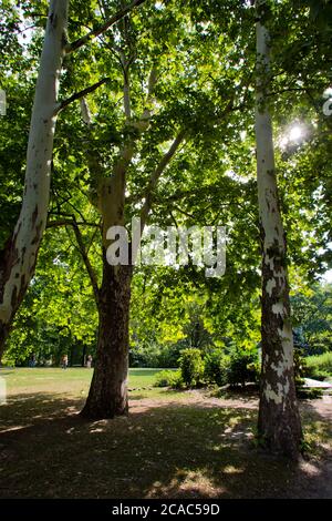 Il Parco cittadino di Budapest, conosciuto anche come Parco Városliget Foto Stock