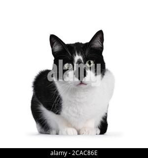 Carino gatto bianco e nero casa, seduta in avanti. Guardando accanto alla fotocamera con occhi verdi ipnotizzanti. Isolato su sfondo bianco. Foto Stock
