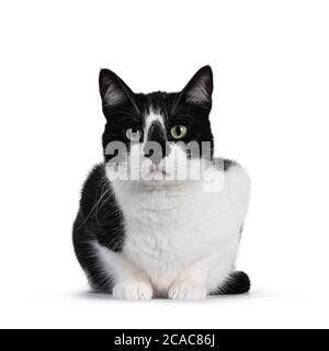 Carino gatto bianco e nero casa, seduta in avanti. Guardare direttamente la fotocamera con gli occhi verdi ipnotizzanti. Isolato su sfondo bianco. Foto Stock