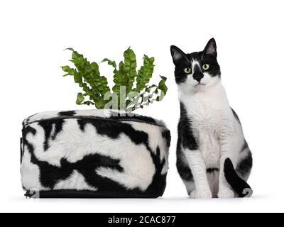Carino gatto bianco e nero casa, seduto accanto al cesto bianco e nero con pianta verde. Guardando verso la fotocamera con occhi verdi ipnotizzanti. Isolato o Foto Stock