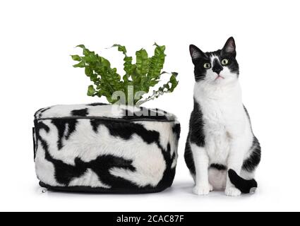 Carino gatto bianco e nero casa, seduto accanto al cesto bianco e nero con pianta verde. Guardando accanto alla fotocamera con occhi verdi ipnotizzanti. Isolato su Foto Stock