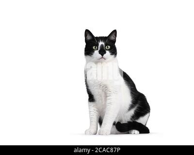 Carino gatto bianco e nero casa, seduta modi laterali. Guardando accanto alla fotocamera con occhi verdi ipnotizzanti. Isolato su sfondo bianco. Foto Stock