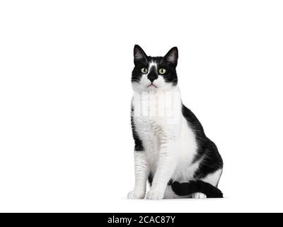 Carino gatto bianco e nero casa, seduta modi laterali. Guardando accanto alla fotocamera con occhi verdi ipnotizzanti. Isolato su sfondo bianco. Foto Stock