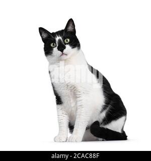 Carino gatto bianco e nero casa, seduta modi laterali. Guardare la fotocamera con occhi verdi ipnotizzanti. Isolato su sfondo bianco. Foto Stock