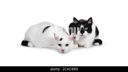 Duo di due simpatici gatti della casa bianca e nera, seduti e adagiato l'uno accanto all'altro. Guardando accanto alla fotocamera con occhi verdi ipnotizzanti. Isolato su whit Foto Stock