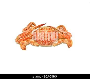 Granchi rossi freschi al vapore su sfondo bianco. Foto Stock