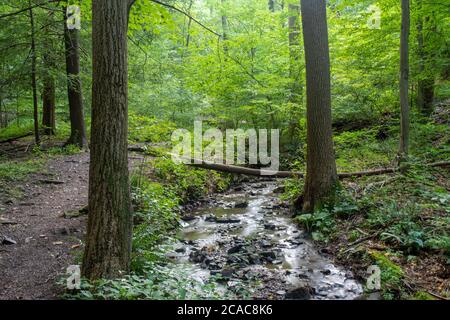 Bella scena naturale calmante. Immagine full frame scattata alla luce naturale del sole. La lunga esposizione conferisce al flusso di flusso un soffuso e surreale bagliore. Foto Stock