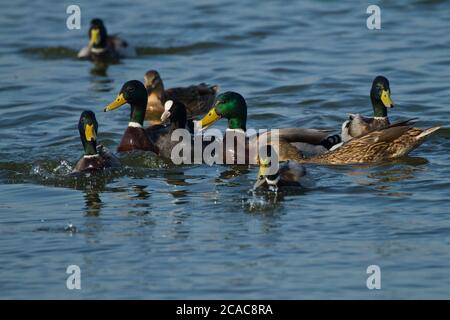 Mallard (Anas platyrhynchos) maschi e femmine che nuotano in acqua. Fotografato in Israele, nel mese di settembre Foto Stock