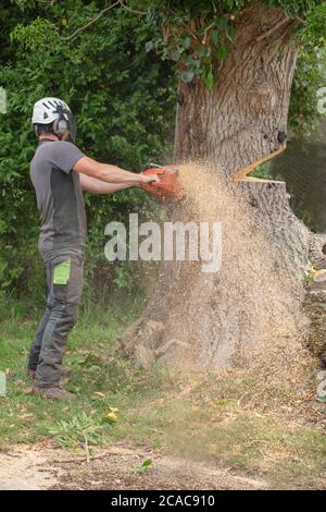 Frassino (Fraxinus excelsior). Tronco che è motosega tagliato a cadere albero che è morto. Un tempo l'albero sano infiltrava il fungo di Chalara (Hymenoscyphus frax Foto Stock