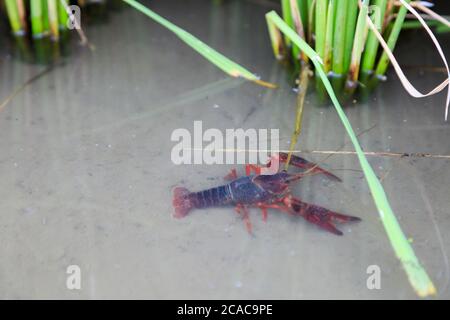 Gamberi Promambarus clarkii fantasma sullo sfondo della natura Foto Stock