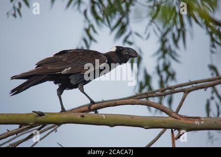 Thick-fatturati corvo imperiale (Corvus crassirostris). Questo uccello è il membro più grande della famiglia di raven ed è anche il più grande uccello palissonatrice (Passeriformes) r Foto Stock