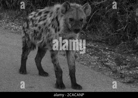 Hyena monocromatica Foto Stock