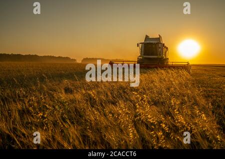 Raccogliendo grano in un campo di orzo al tramonto, i raccoglitori raccolgono grano nell'ora d'oro sullo sfondo del sole che tramonta Foto Stock