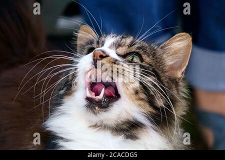 Un bel gatto soffice con pangs affilati. Foto Stock