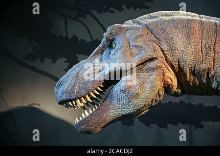Il T-Rex al British Natural History Museum di Londra Foto Stock