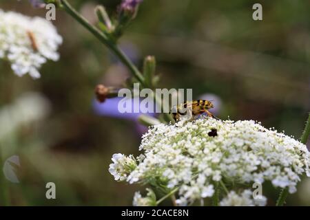 L'ape raccoglie nettare su fiori bianchi in estate Foto Stock