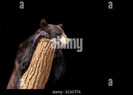 Orso nero con sfondo nero Foto Stock