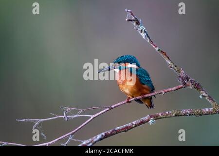 Kingfisher comune sul ramo Foto Stock