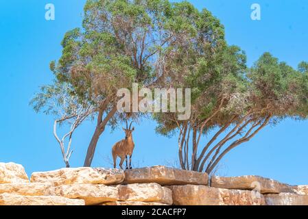 Un gregge di Ibex (Capra ibex nubiana) che si chiede in città. Fotografato a Mitzpe Ramon, Negev, Israele Foto Stock