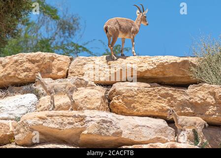 Un gregge di Ibex (Capra ibex nubiana) che si chiede in città. Fotografato a Mitzpe Ramon, Negev, Israele Foto Stock