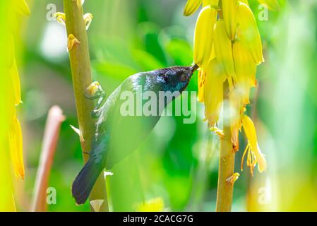 Maschio Palestine Sunbird o Northern Orange-tufted Sunbird (Cinnyris oseus) che si nutrono di nettare Foto Stock