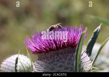 L'ape estiva raccoglie il nettare su fiori diversi Foto Stock