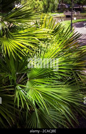 Trachycarpus Fortunei cresce nel giardino di Trenance a Newquay in Cornovaglia. Foto Stock