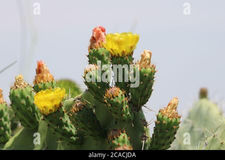 Opuntia ficus-indica, Prickly Pear Foto Stock