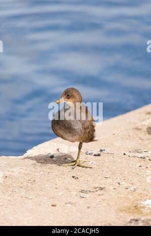 Comune europeo Moorhen giovanile, Gallinula Chloropus, in piedi su una gamba su una riva del lago Foto Stock