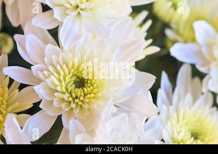 Primo piano di fiori bianchi di Crisantemo con centro giallo. Messa a fuoco selettiva con sfondo sfocato. Foto Stock