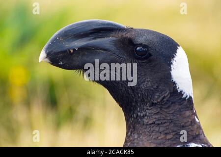 Raven (Dendropicos abyssinicus) in primo piano, Etiopia Foto Stock