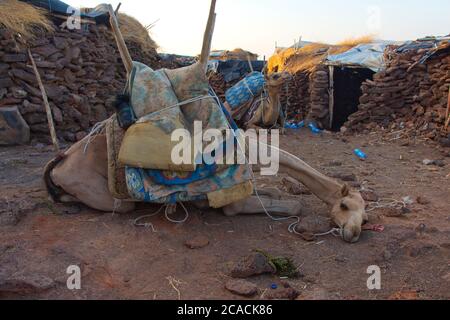 Cammello sdraiato di fronte alla capanna nella regione di Afar, Etiopia Foto Stock