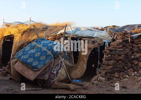 Cammello sdraiato di fronte alla capanna nella regione di Afar, Etiopia Foto Stock