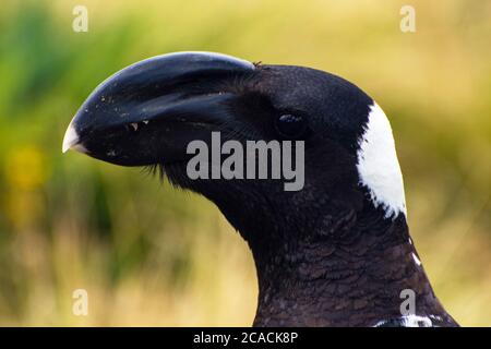 Raven (Dendropicos abyssinicus) in primo piano, Etiopia Foto Stock