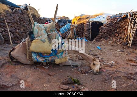 Cammello sdraiato di fronte alla capanna nella regione di Afar, Etiopia Foto Stock