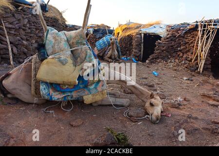 Cammello sdraiato di fronte alla capanna nella regione di Afar, Etiopia Foto Stock