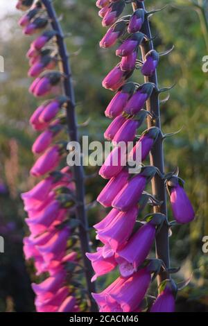 Torrette di guanto di foxglove Foto Stock