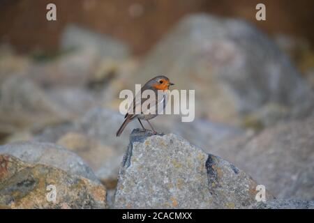 robin sulla roccia Foto Stock