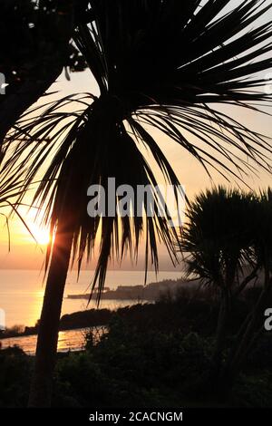 Tramontare il sole attraverso le palme Foto Stock