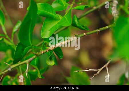 danno marcato di peste di insetto del frondoso di agrumi su lea di lime branchf Foto Stock