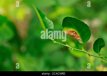 citrus canker su una foglia di lime è danni causati da frutta di bassa qualità Foto Stock