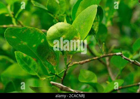 Citrus Leaf miner Damage e Citrus Canker su foglie di lime o foglia di limone Foto Stock