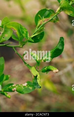 la malattia di citrus canker è macchie marroni sulle foglie lime Foto Stock