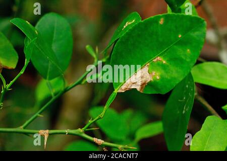 Limone agrumi canker malattia cause da Xanthomonas axonopodis batteri frutta lime Foto Stock