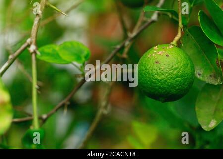 citrus canker causa da batteri lime frutta canker maggiore malattia della famiglia degli agrumi limone Foto Stock