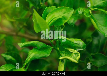 danno al minatore di foglie di lime Foto Stock