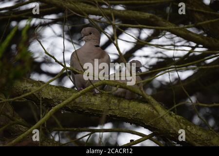 Coppia di piccioni di legno Foto Stock