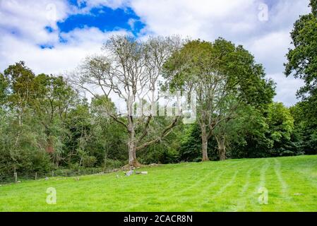 Uno stand di alberi di cenere con rami caduti, Yealand Conyers, Lancashire, Regno Unito. Quello a sinistra sembra avere il dieback delle ceneri, una grave malattia di cenere Foto Stock