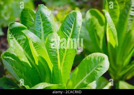 Lattuga verde COS o Cos Romaine lattuga su verdure sane insalata cibo natura sfondo Foto Stock