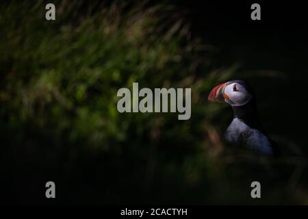 Un puffin si trova sulla cima della collina delle Isole Westman, situato a circa 7.4 chilometri dalla costa meridionale dell'Islanda. Foto Stock